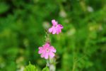 2014-07-05_Laengental-N-Hochweg (504). JPG